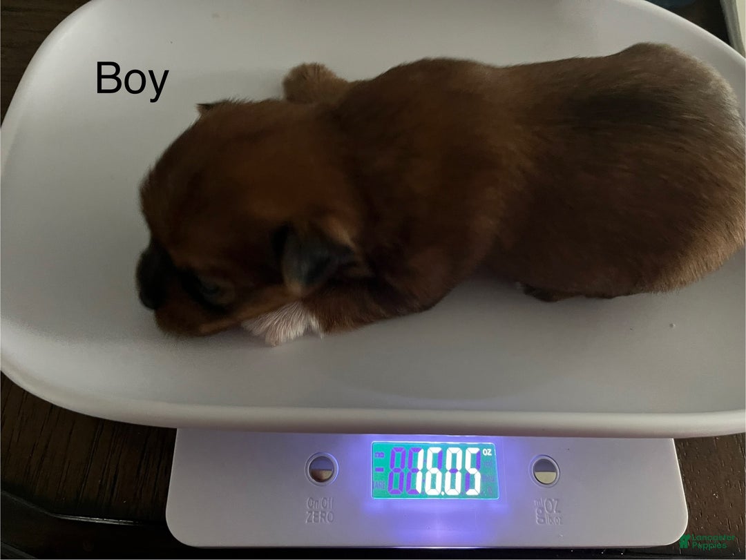 Yorkshire Terrier dogs for sale: Yorkshire Terrier Puppy 1 - Ad 1