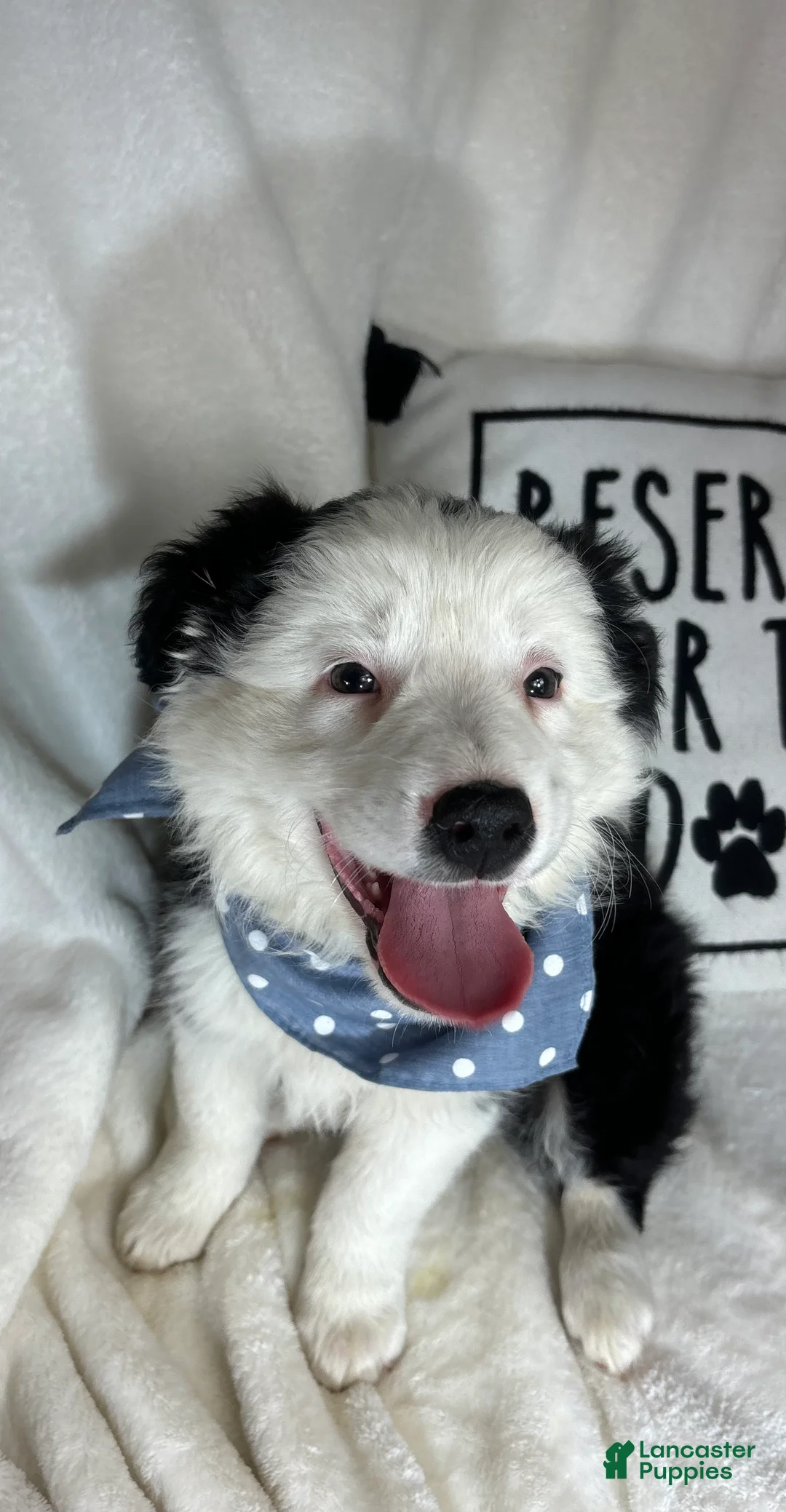 Australian Shepherd dogs for sale: Bentley - Ad 5