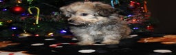 Pomapoo dogs for sale: Peanut - Ad 3