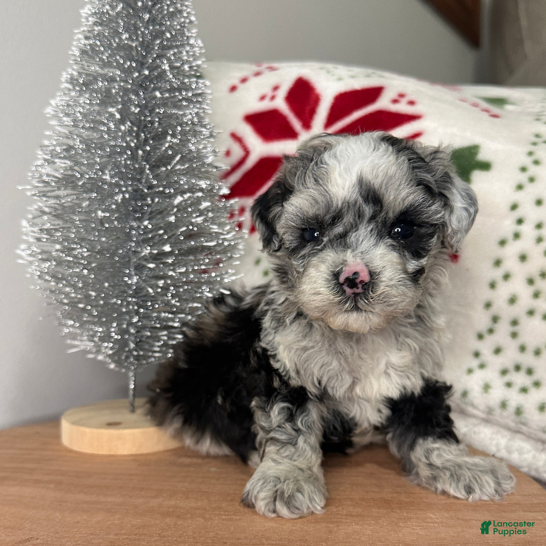 Cavapoo dogs Frost - Ad 39