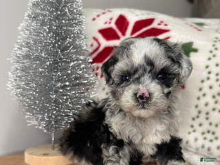 Cavapoo dogs Frost - Ad 7