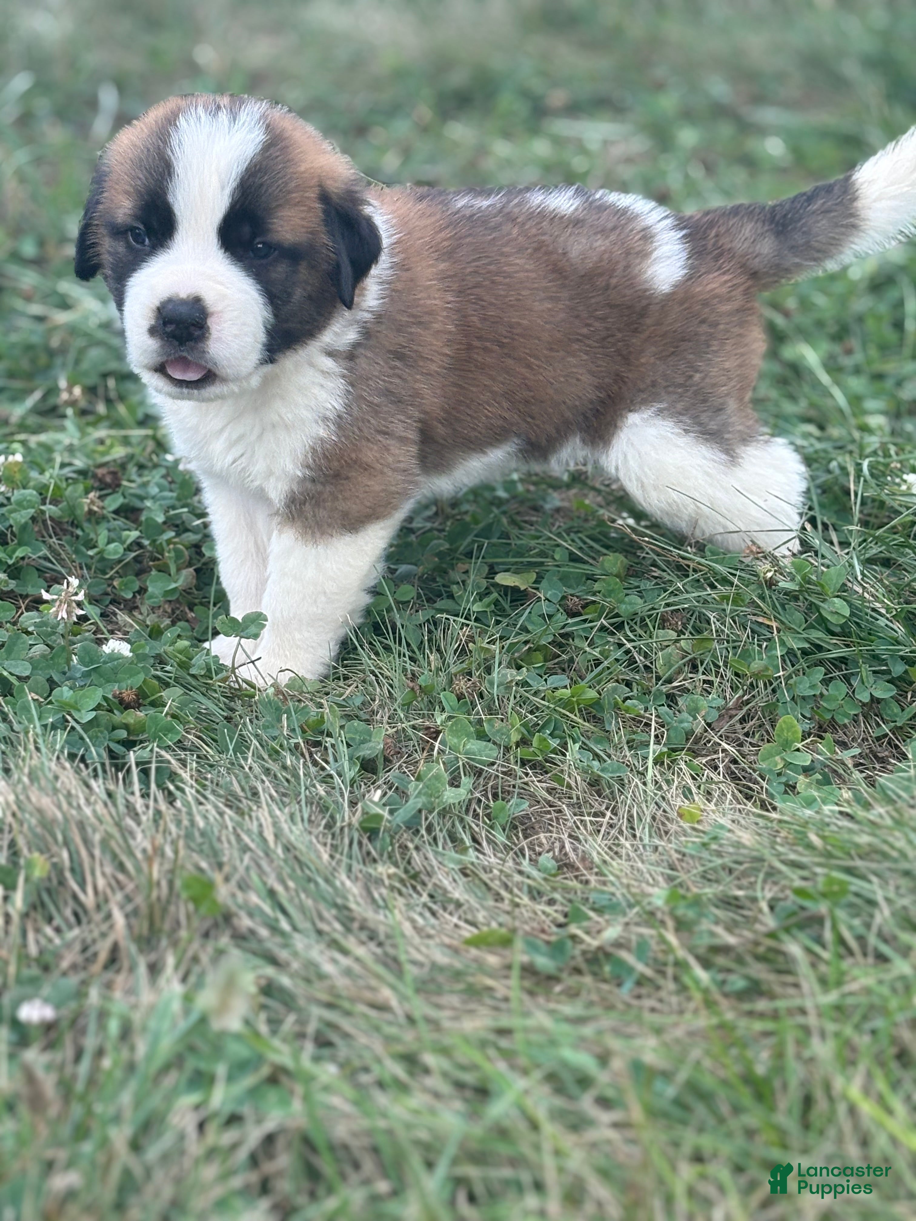 Saint Bernard dogs Rubble - Ad 1