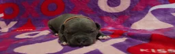 American Bully dogs for sale: Enzo - Ad 1