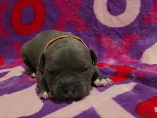 American Bully dogs Enzo - Ad 28