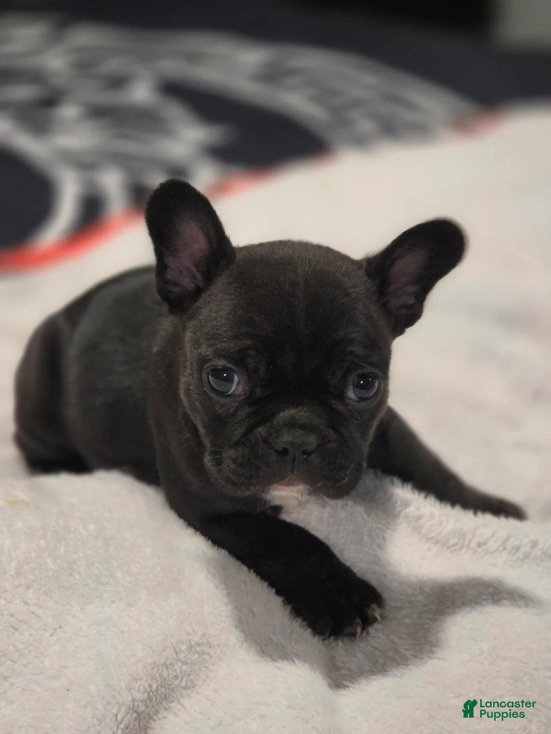 French Bulldog dogs for sale: French Bulldog Puppy 4 - Ad 2