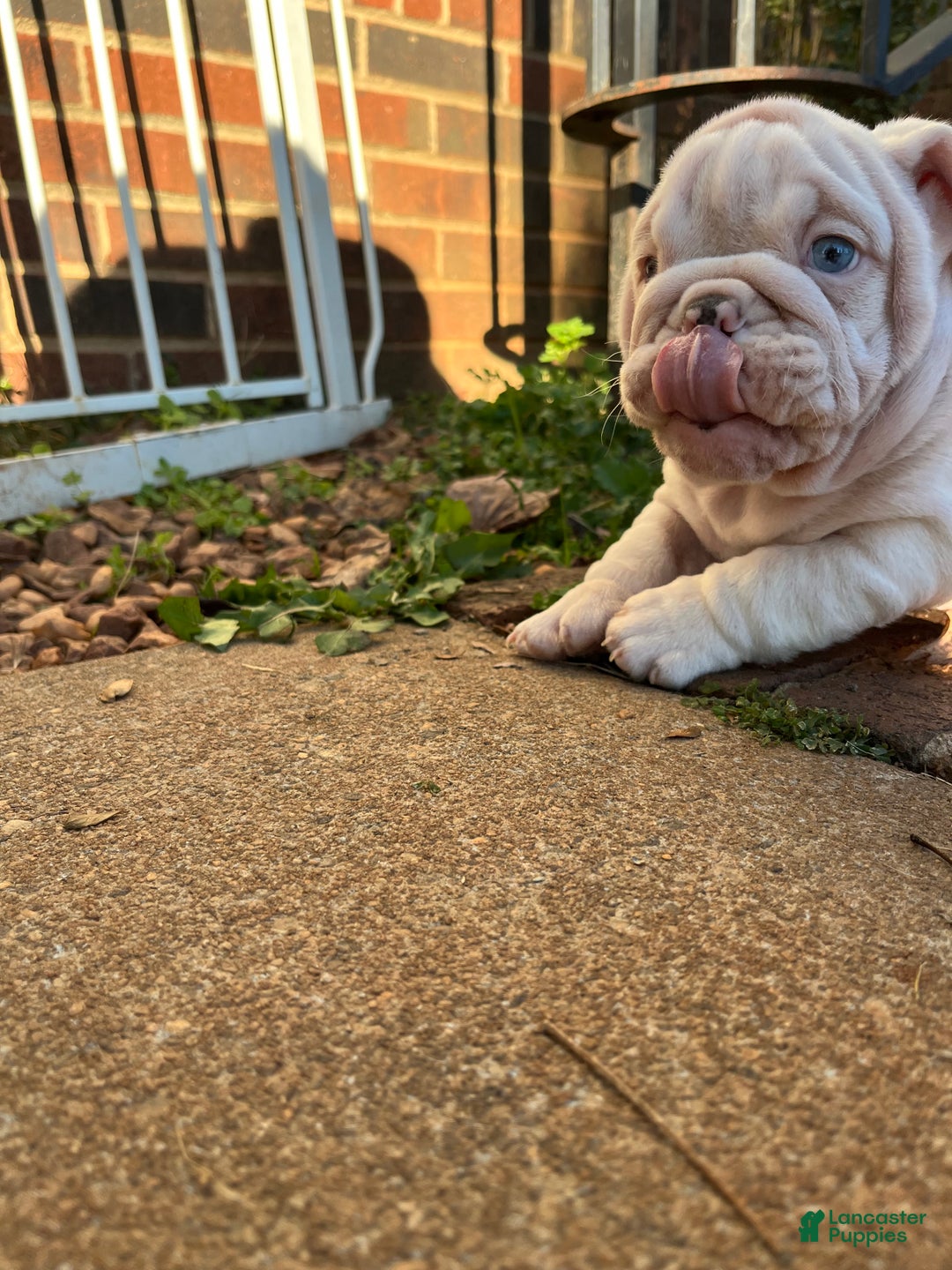 English Bulldog dogs for sale: Blueberry  - Ad 3