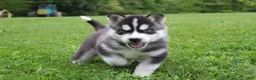 Siberian Husky dogs for sale: Bingo - Ad 5