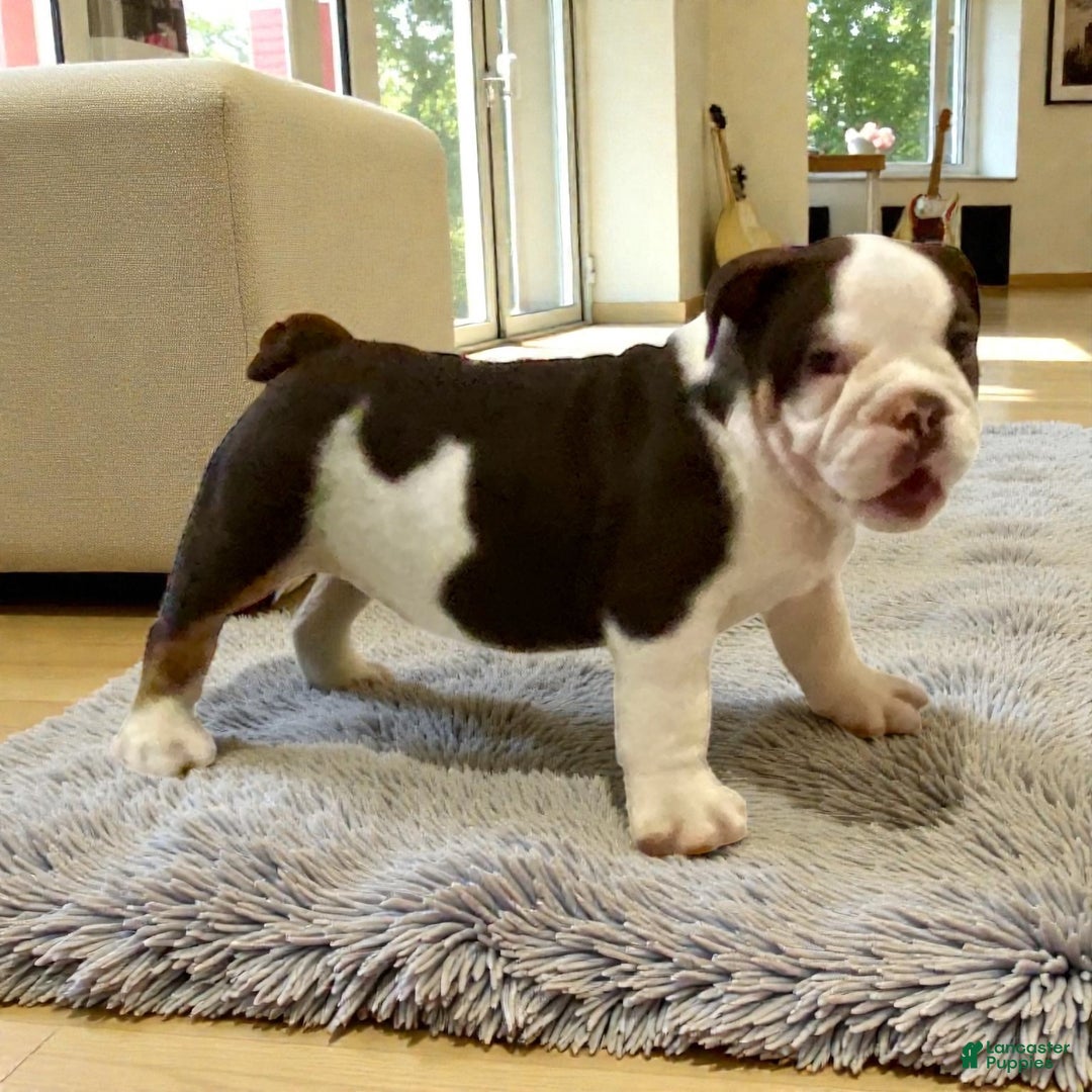 English Bulldog dogs for sale: Ash - Ad 7