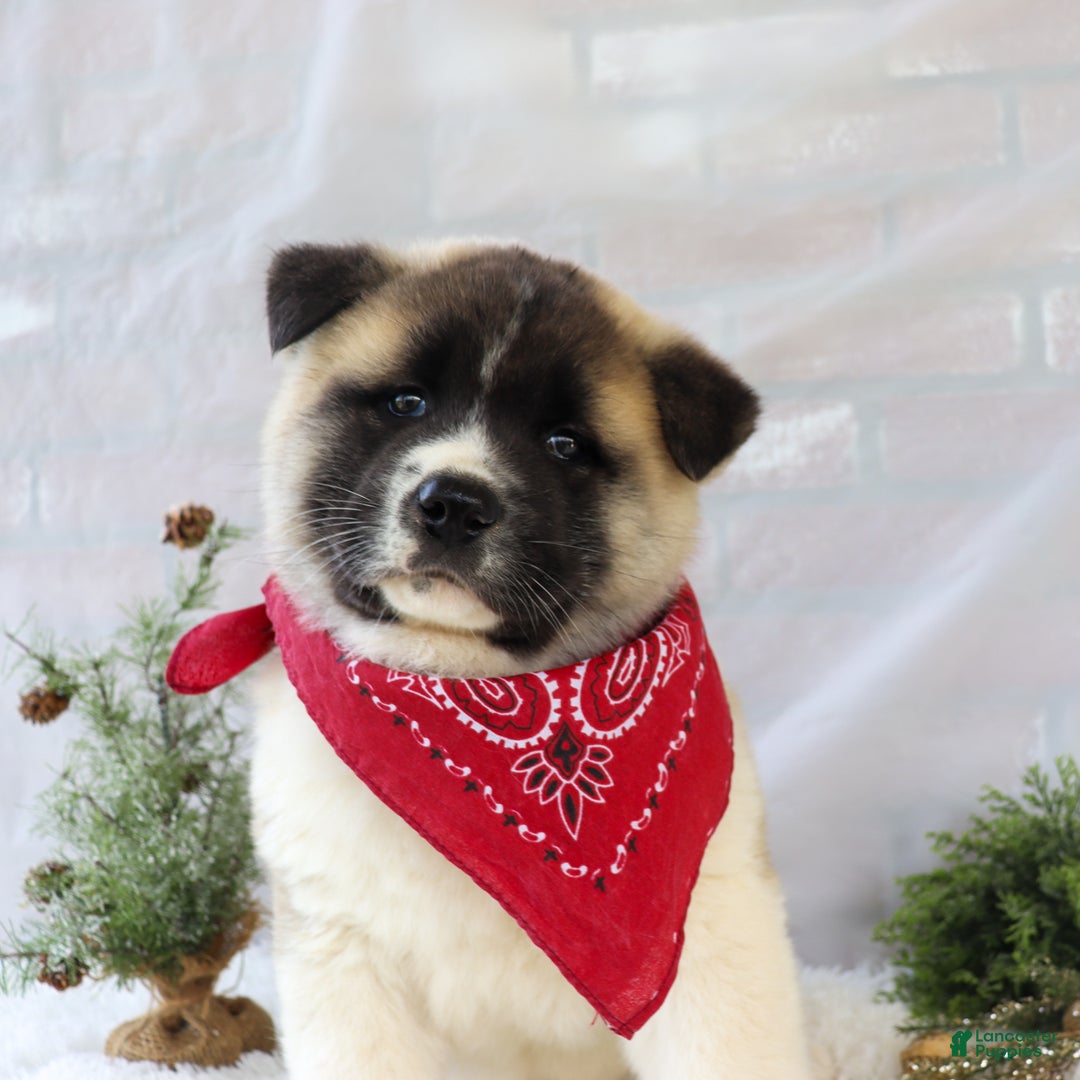 Akita dogs for sale: Trevor - Ad 8