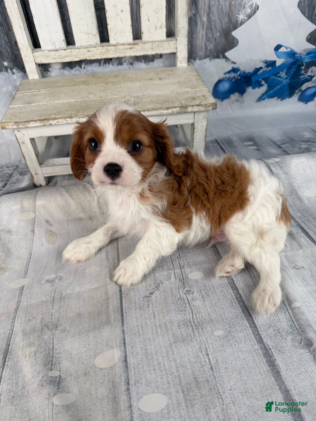 Cavalier King Charles Spaniel dogs for sale: Slash - Ad 10