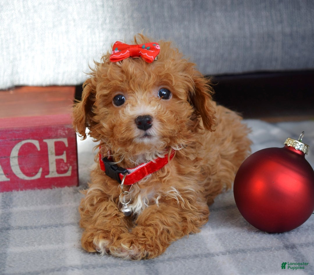 Maltipoo dogs for sale: Fargo - Ad 13
