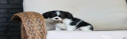 Cavalier King Charles Spaniel dogs for sale: Leo - Ad 8