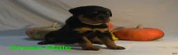 Rottweiler dogs for sale: Green - Ad 1