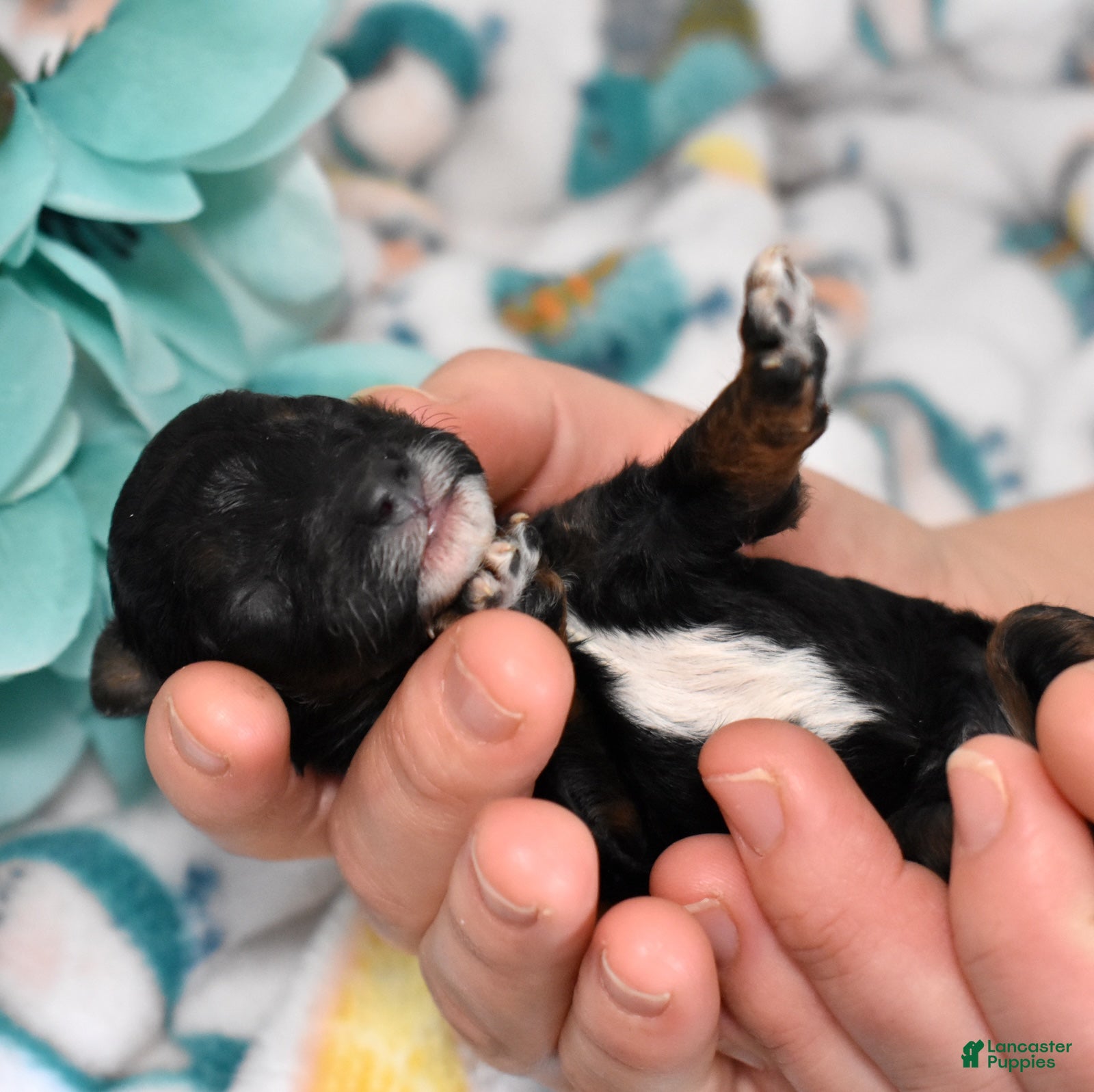 Miniature Poodle dogs Jasper  - Ad 1