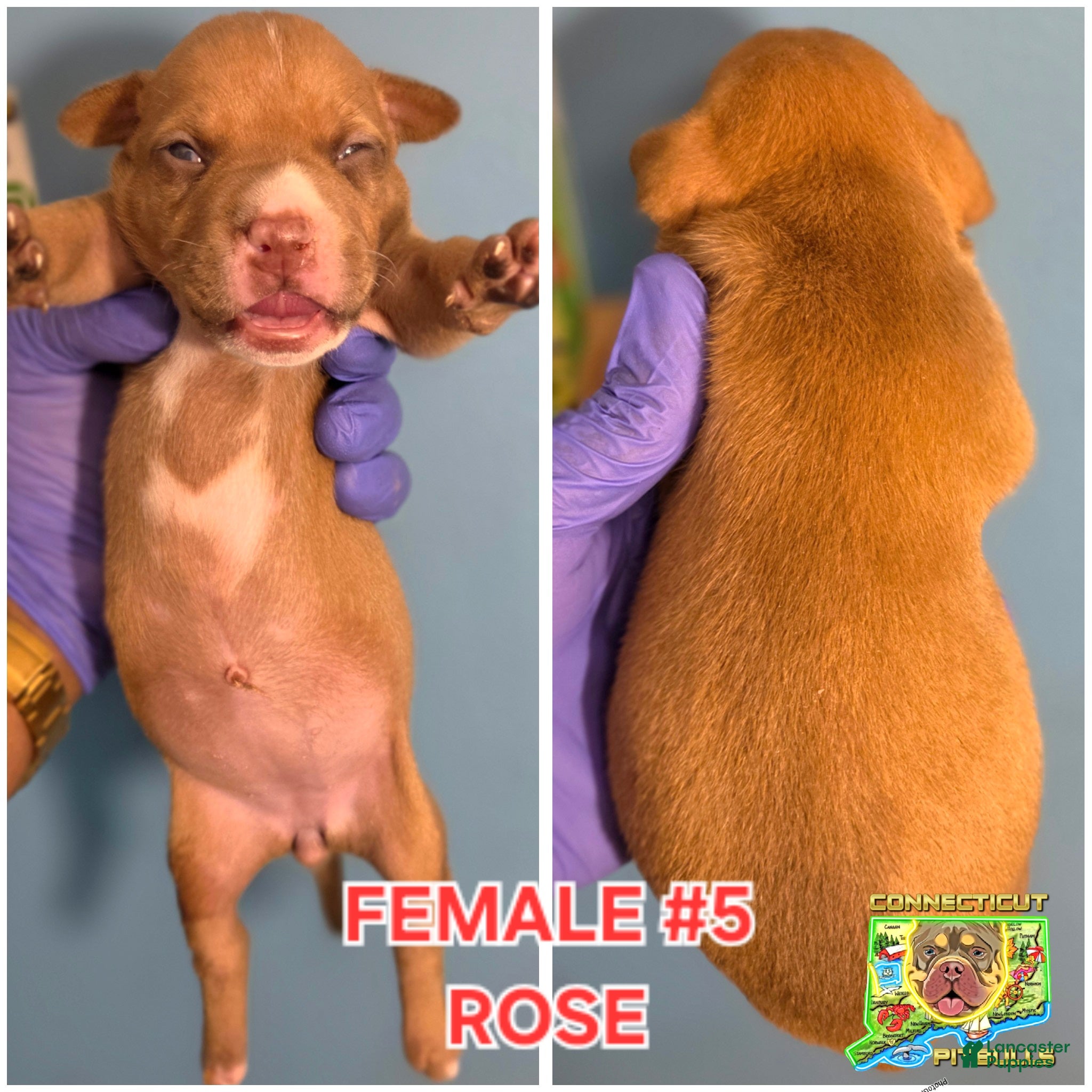 American Bully dogs ROSE - Ad 7