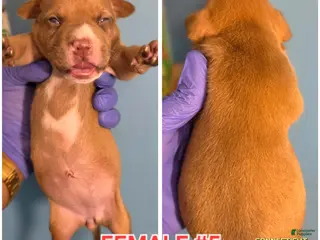 American Bully dogs ROSE - Ad 7