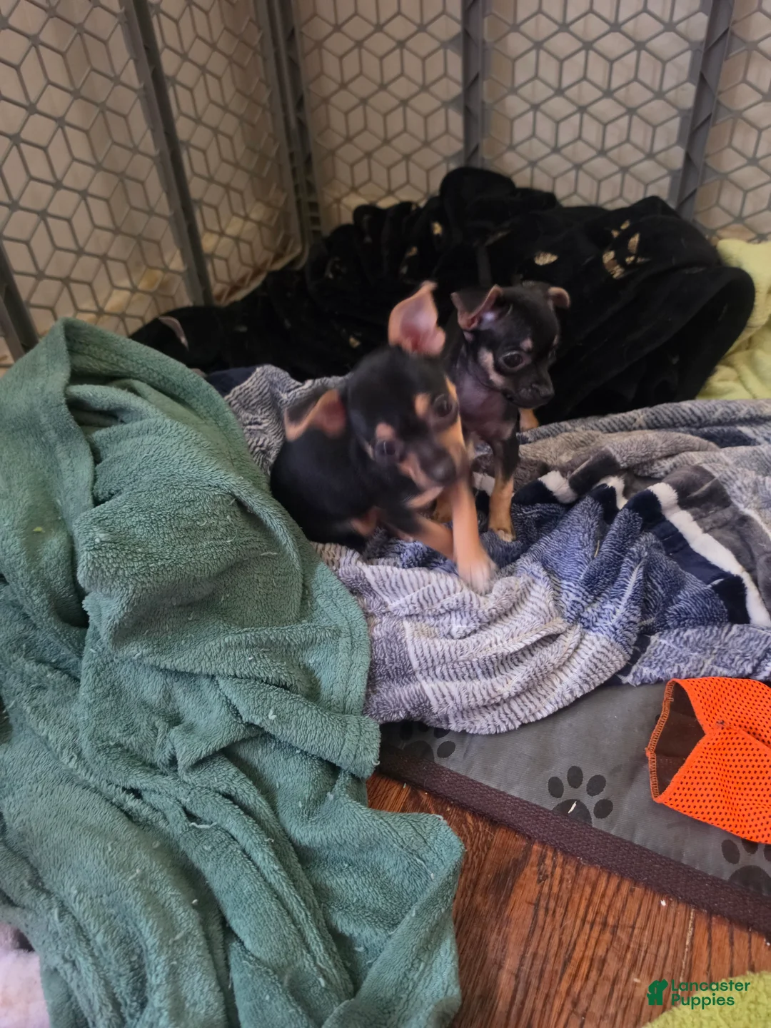 Chihuahua dogs for sale: Lil Bette (Chihuahua 4) - Ad 2