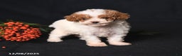 Toy Poodle dogs for sale: Teeny Tiny Echo - Ad 2