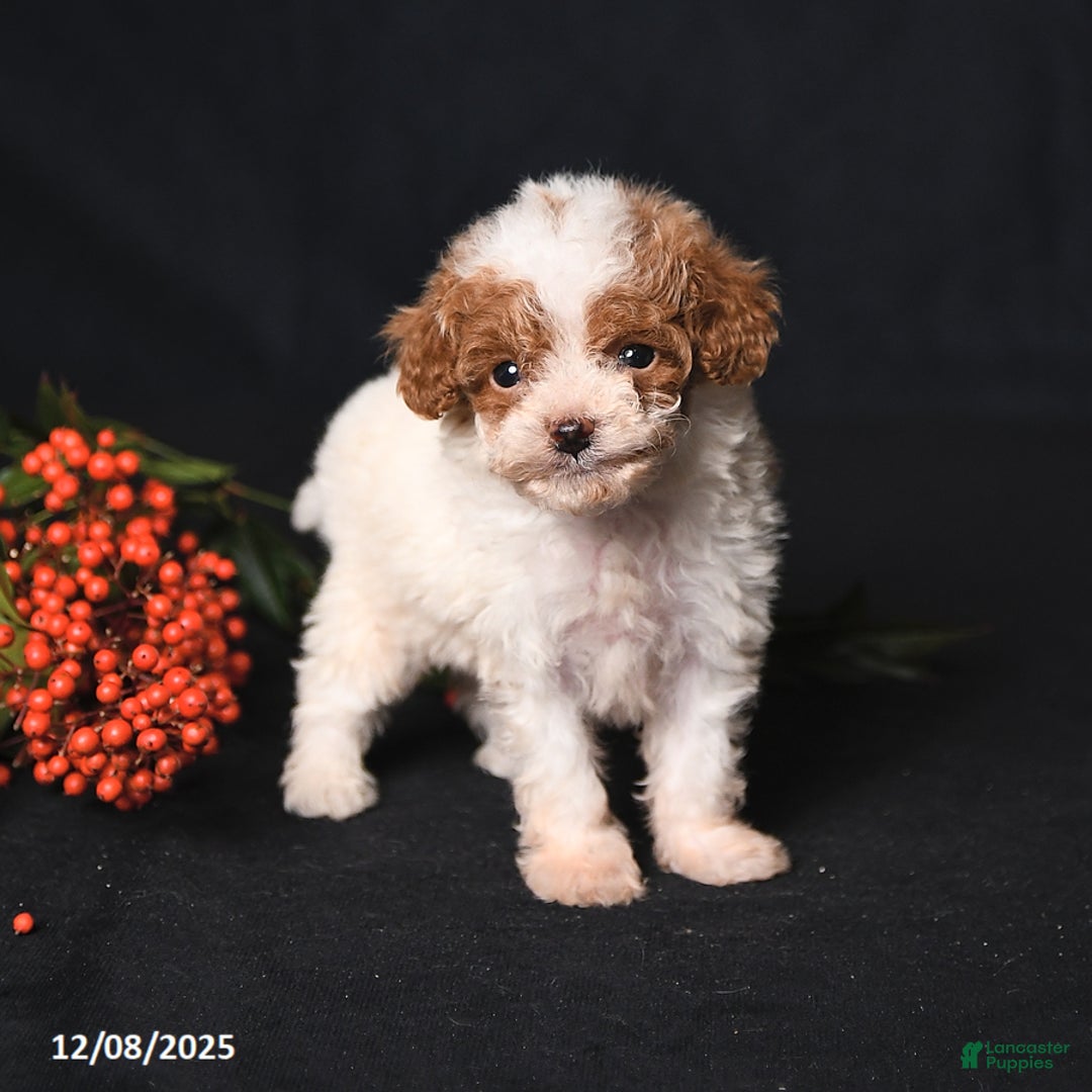 Toy Poodle dogs for sale: Teeny Tiny Echo - Ad 2
