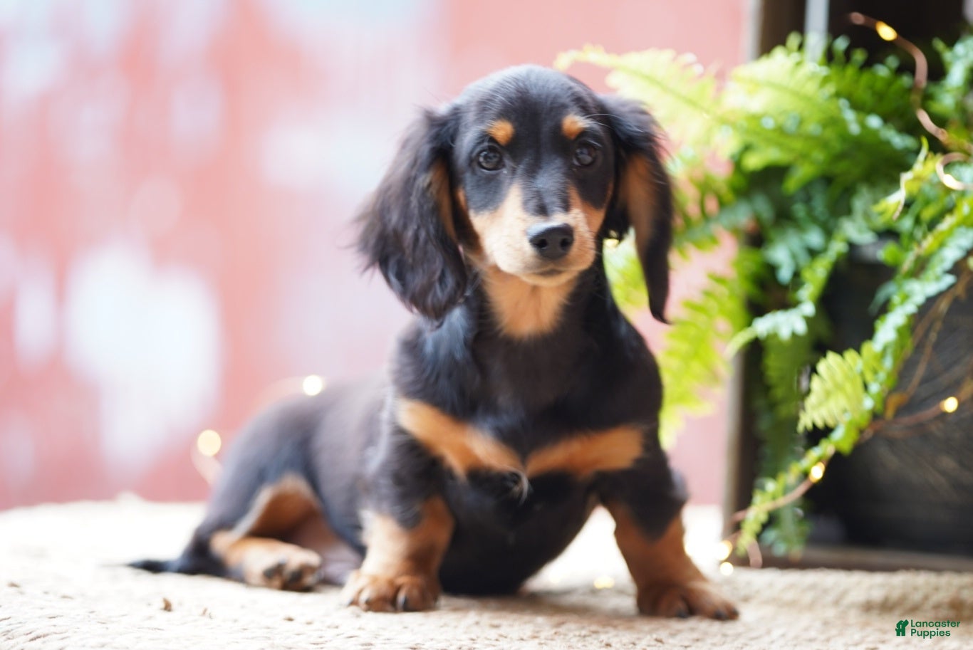Dachshund dogs William  - Ad 2