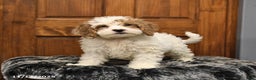 Shihpoo dogs for sale: Hunter - Ad 3