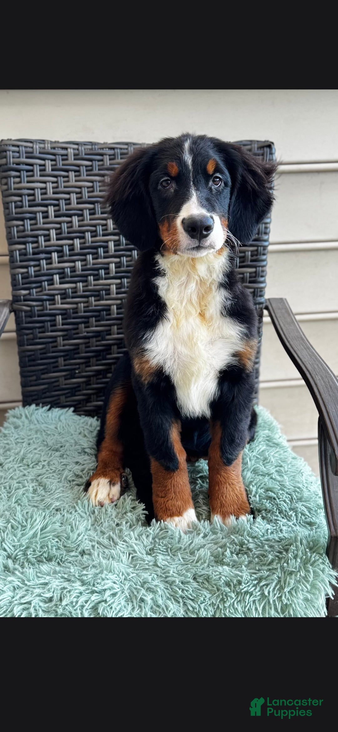 Bernese Mountain Dog dogs Kora - Ad 1