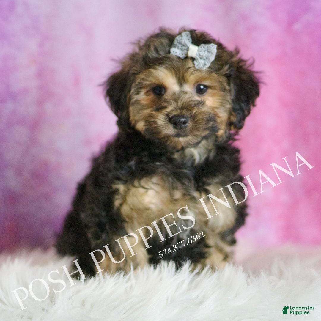 Yorkiepoo dogs for sale: Snickerdoodle - Ad 3