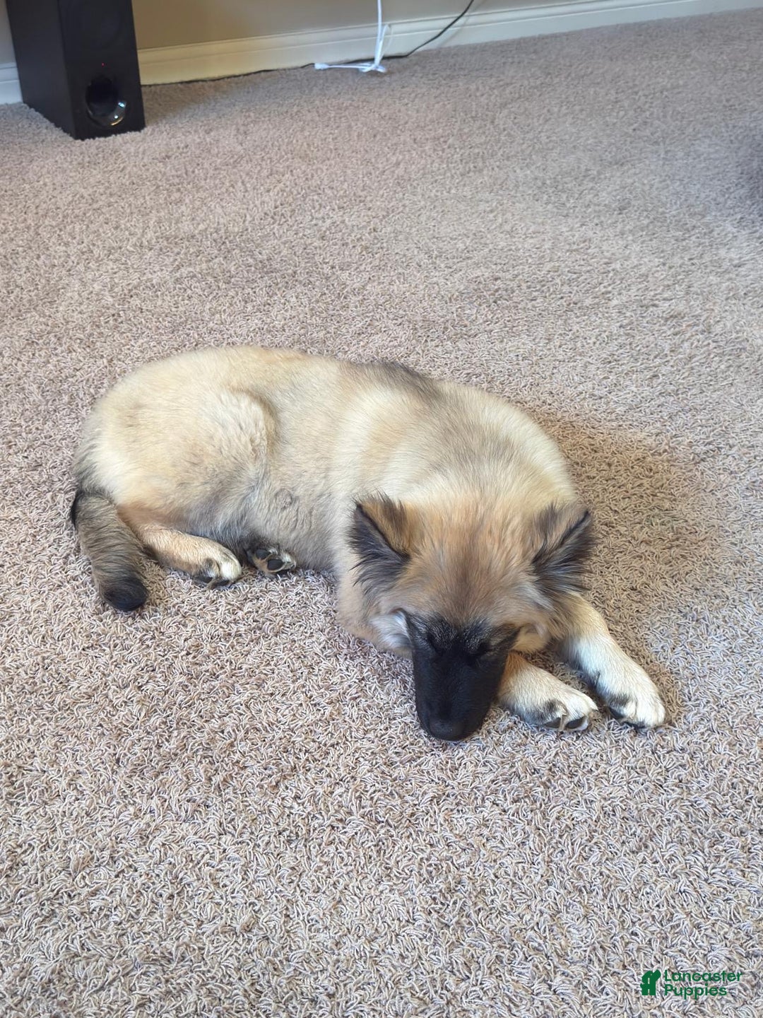 Mixed Breed dogs for sale: Mixed Breed Puppy 1 - Ad 4