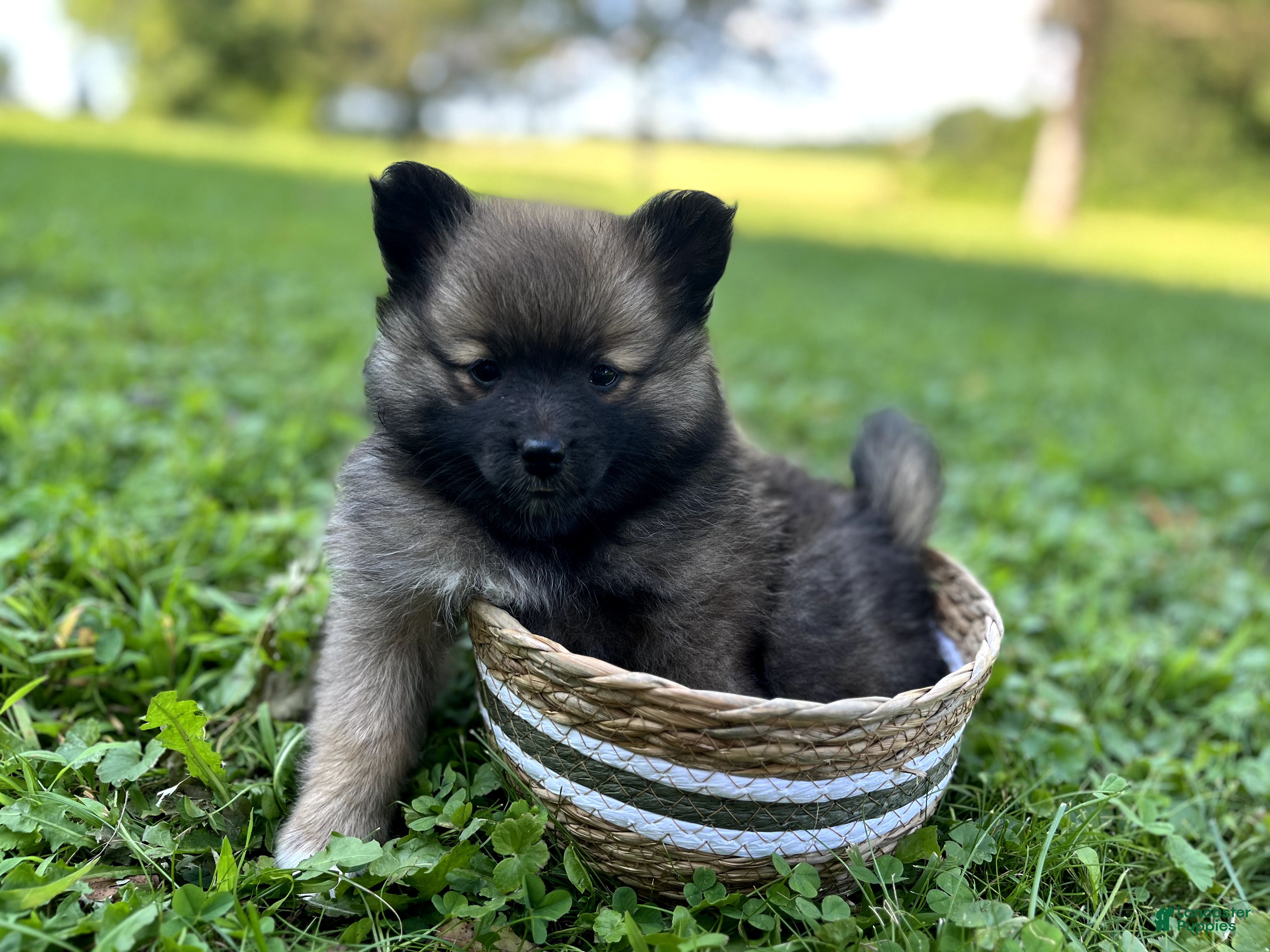 Pomeranian dogs Princess - Ad 2