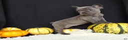 French Bulldog dogs for sale: Missy - Ad 3