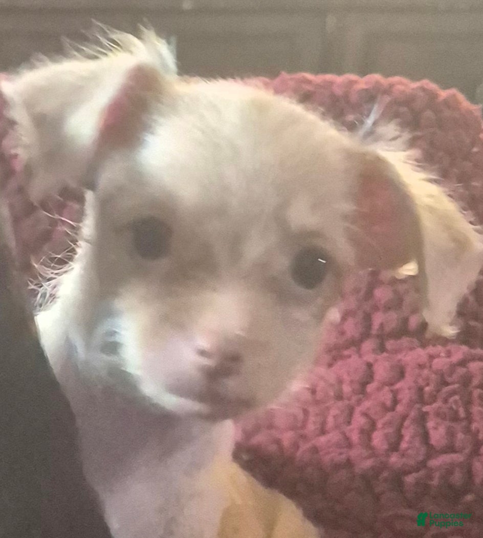 Chipoo dogs  Puppy 1 - Ad 1