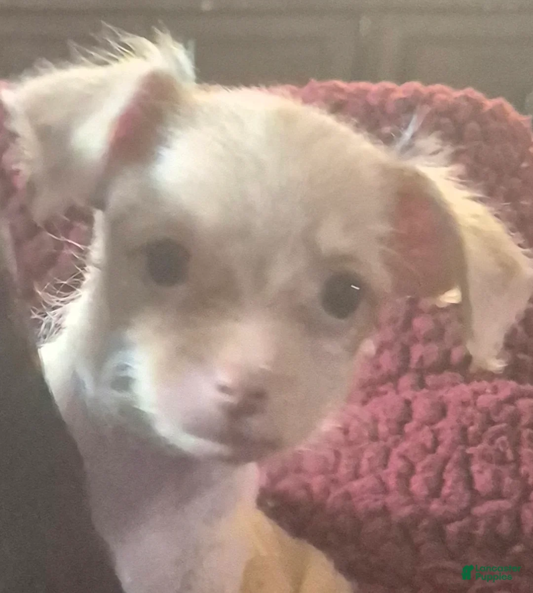 Chipoo dogs for sale:  Puppy 1 - Ad 1