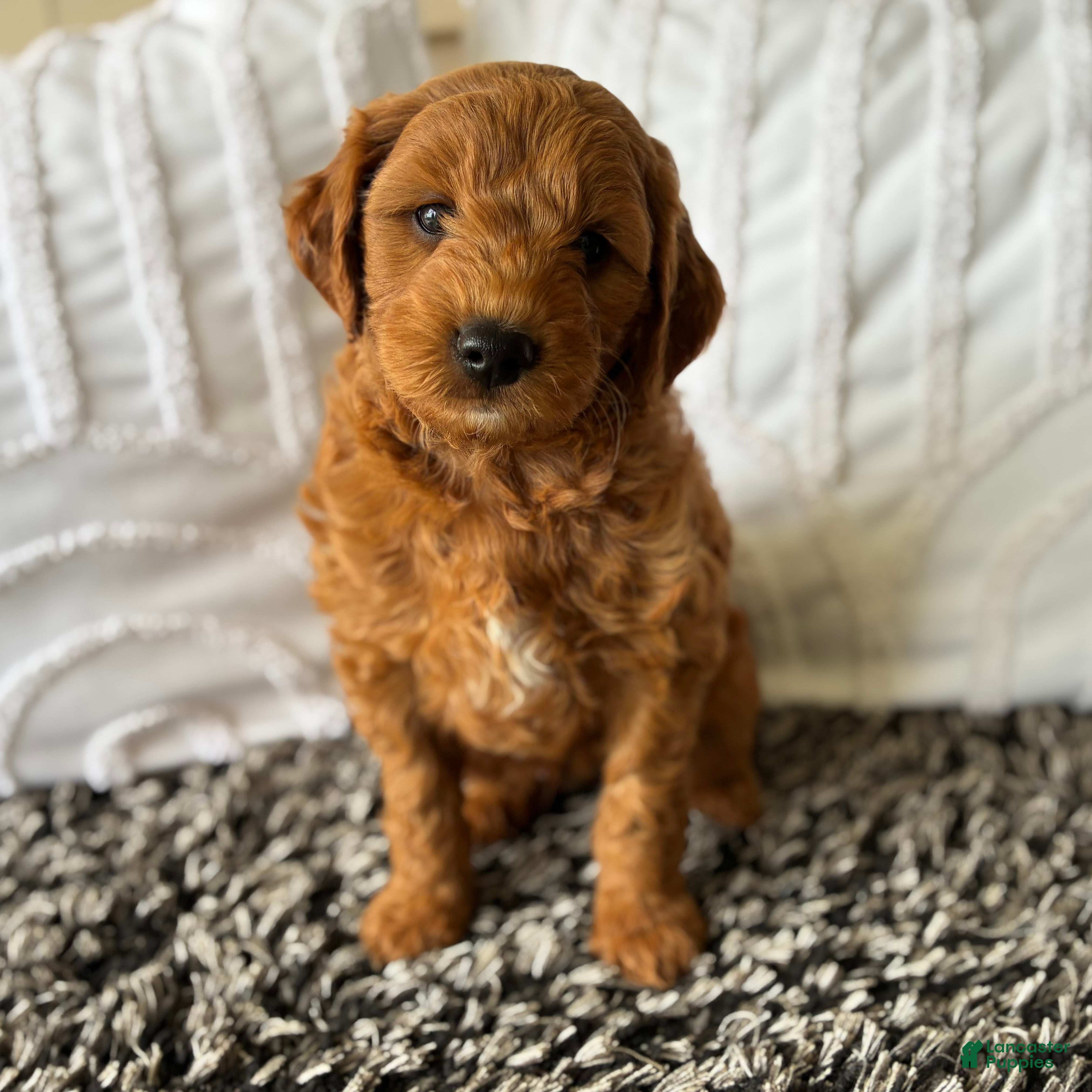 Mini Goldendoodle dogs Mini Goldendoodle “Milo” - Ad 1