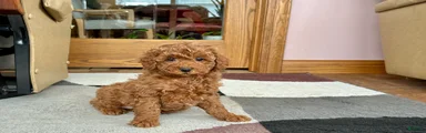Cavapoo Puppy 4