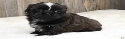 Shih Tzu dogs for sale: Lexi - Ad 2