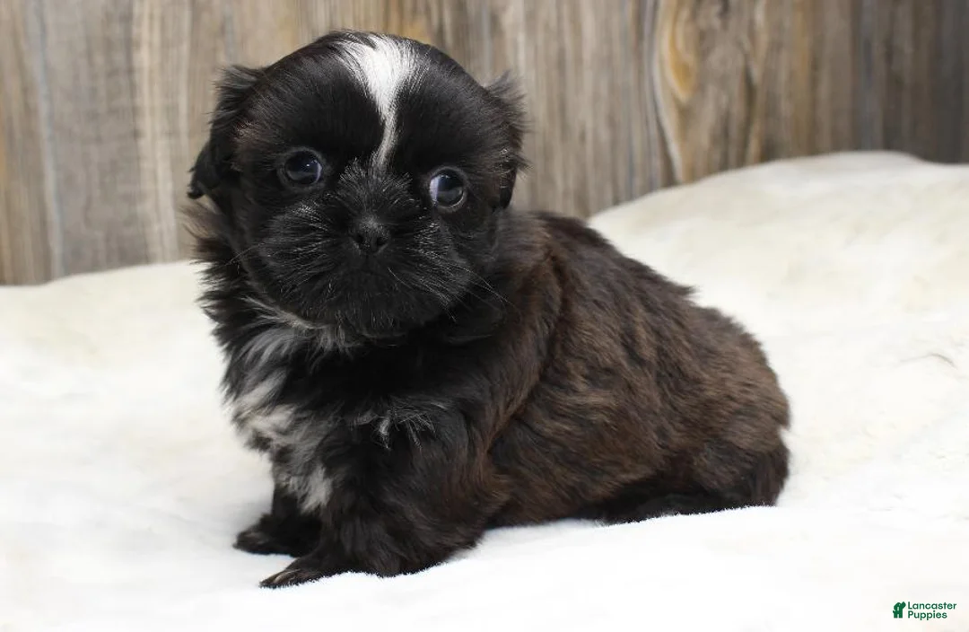 Shih Tzu dogs for sale: Lexi - Ad 2