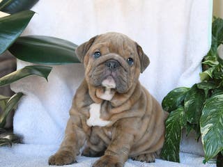 English Bulldog dogs Valentine - Ad 10