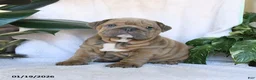 English Bulldog dogs for sale: Sweetheart - Ad 7
