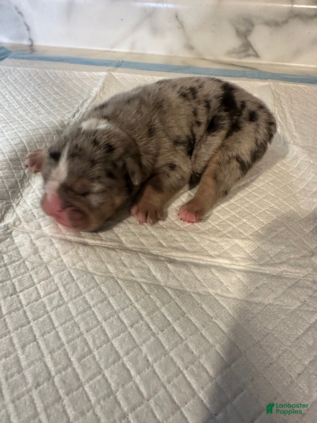 English Bulldog dogs for sale: Blue Fawn Merle Boy  - Ad 17