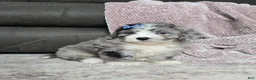 Mini Bernedoodle dogs for sale: Mini Walt - Ad 5