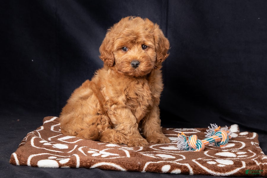 Mini Goldendoodle dogs Laylah - Ad 1