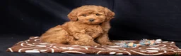 Mini Goldendoodle dogs for sale: Laylah - Ad 1