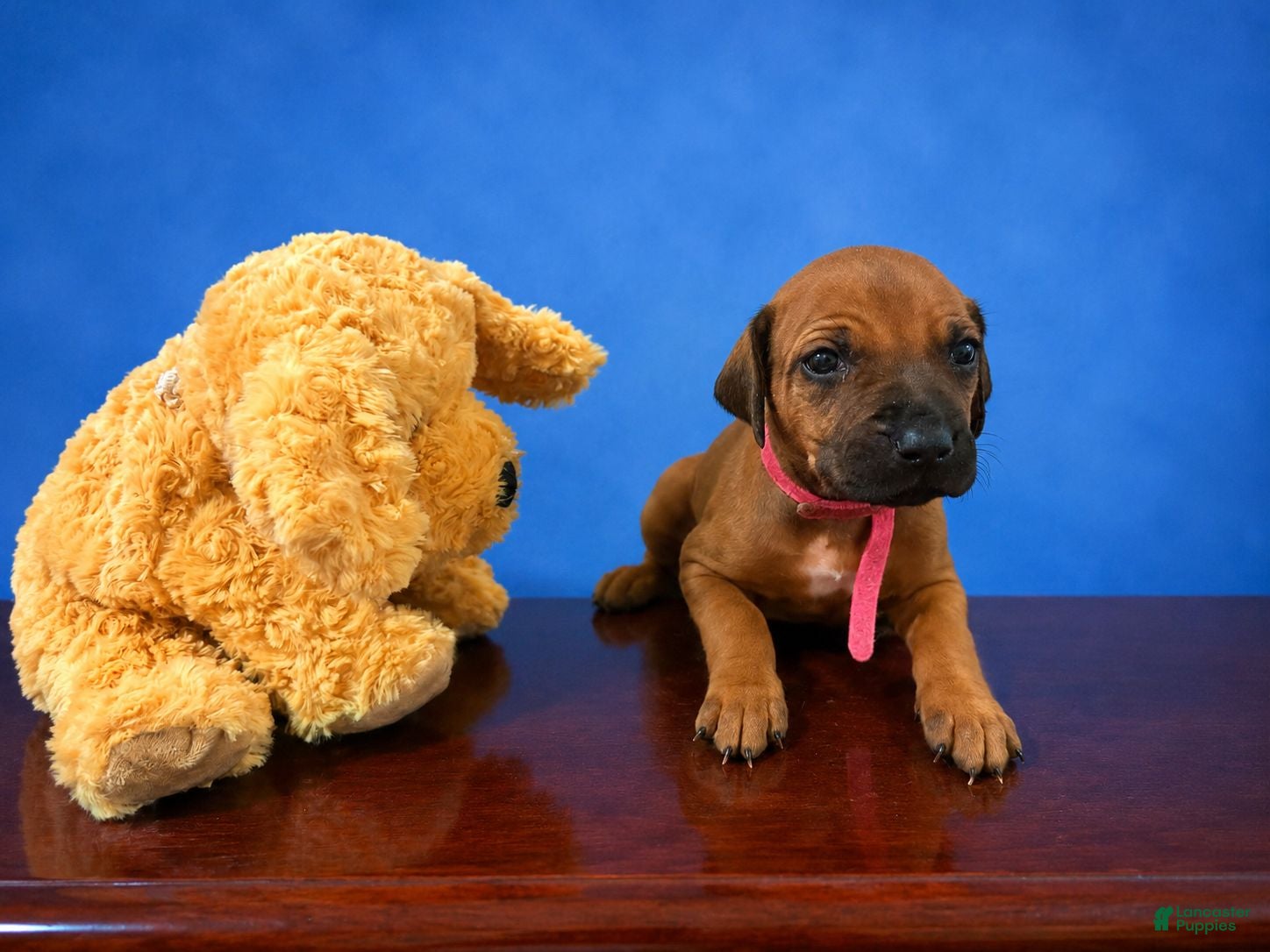 Rhodesian Ridgeback dogs Rhodesian Ridgeback Puppy 10 - Ad 8