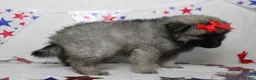 Keeshond dogs for sale: Elsa  - Ad 4