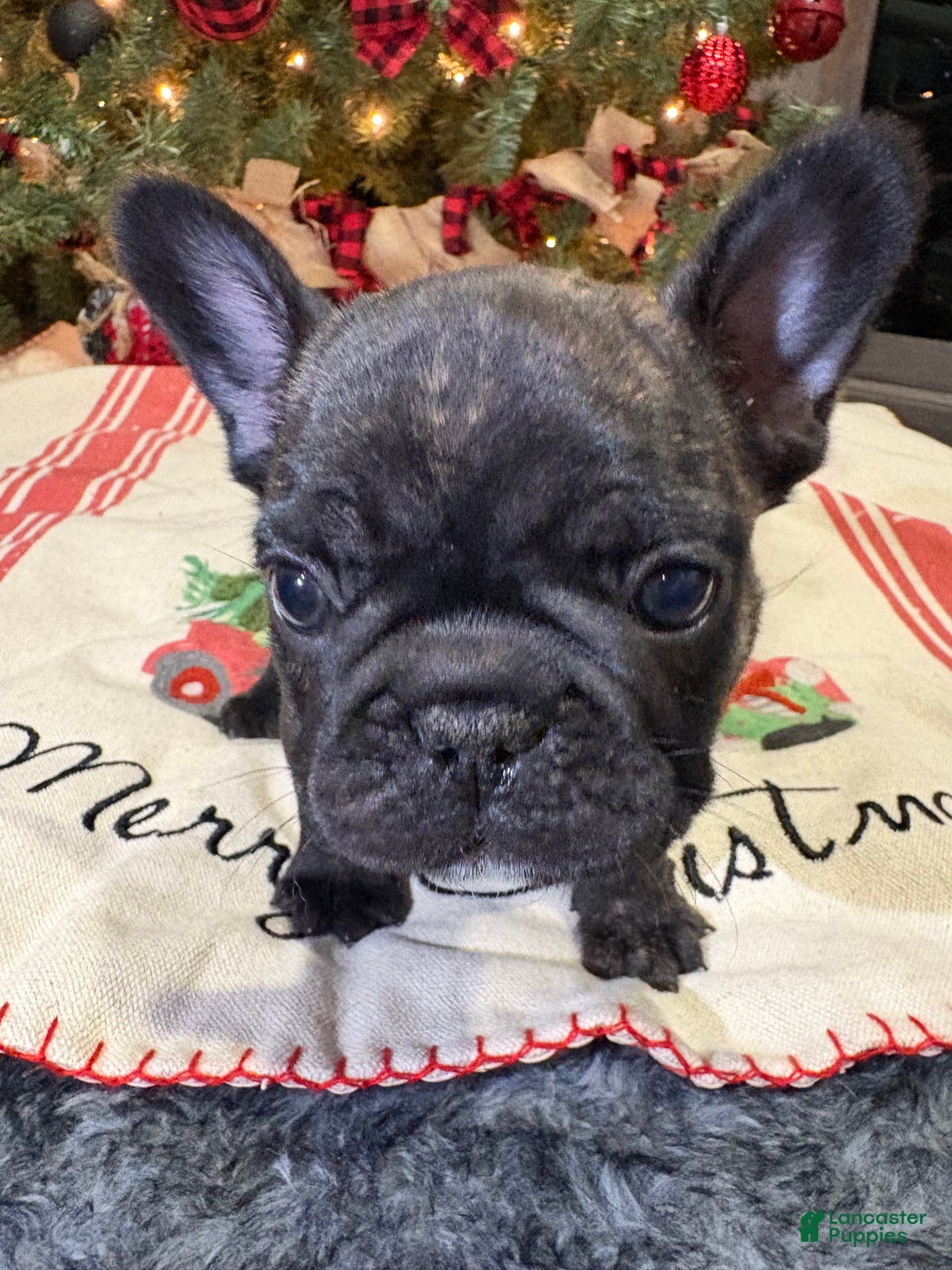 French Bulldog dogs for sale: French Bulldog Puppy 2 female (pink collar) - Ad 4