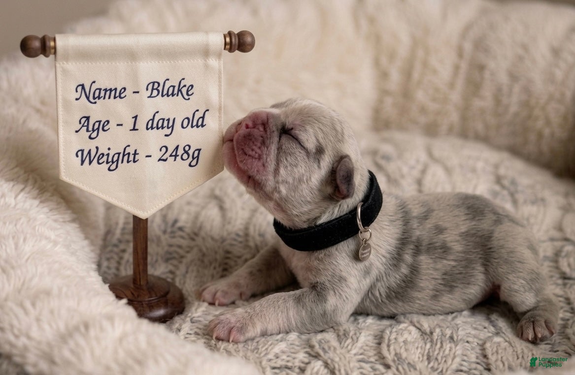 French Bulldog dogs for sale: Blake  - Ad 2