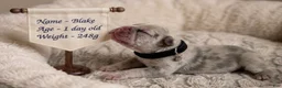 French Bulldog dogs for sale: Blake  - Ad 1