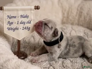 French Bulldog dogs for sale: Blake - Ad 2