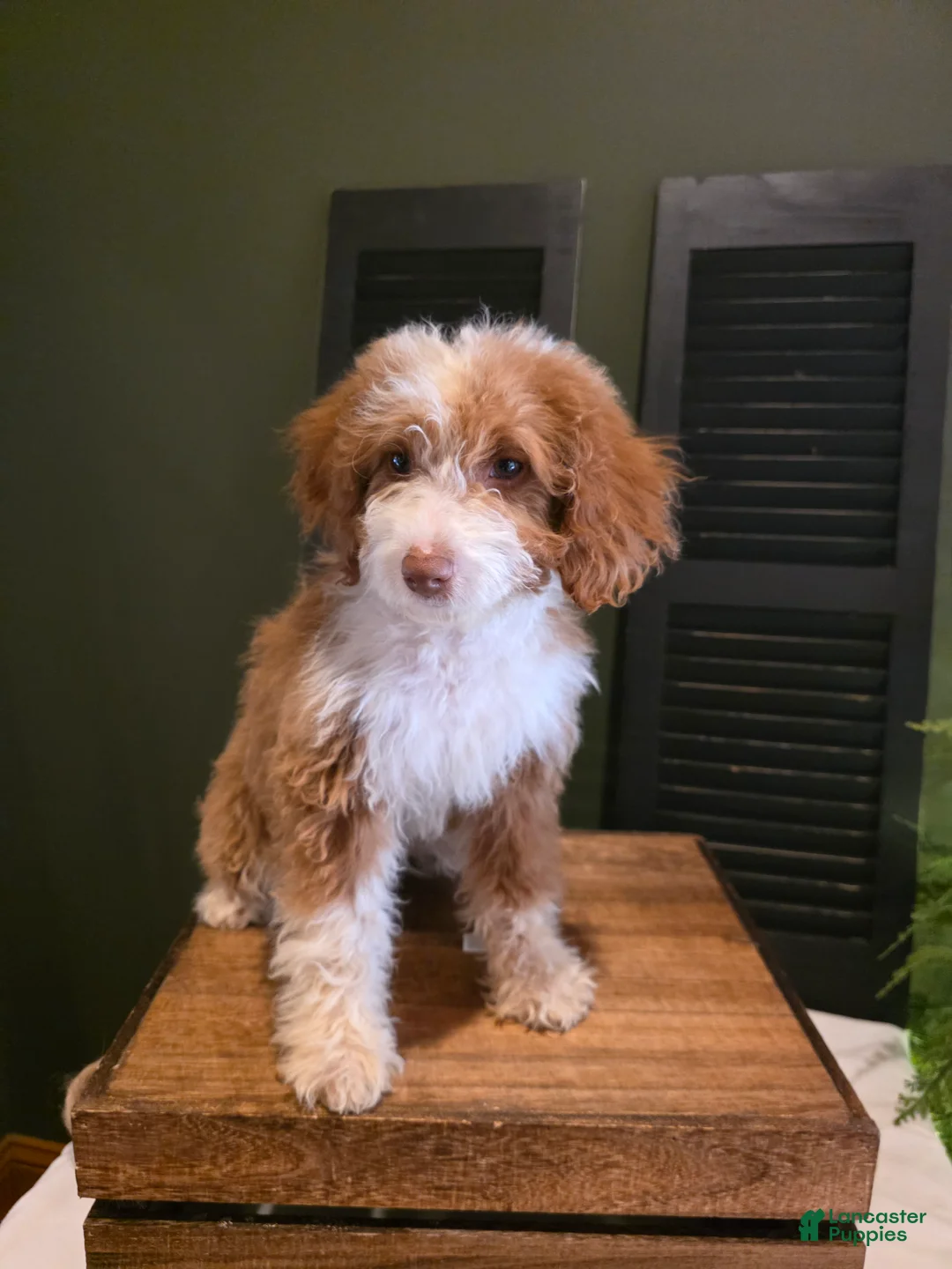 Mini Aussiedoodle dogs for sale: Rosie  - Ad 5
