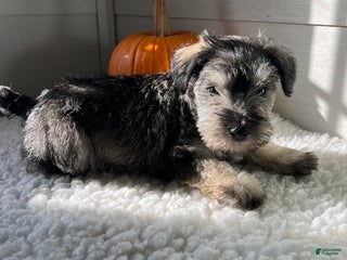 Miniature Schnauzer dogs - Ad 22